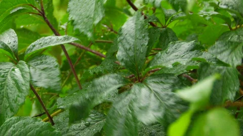 HD green leaves under rain Stock Footage 503798
