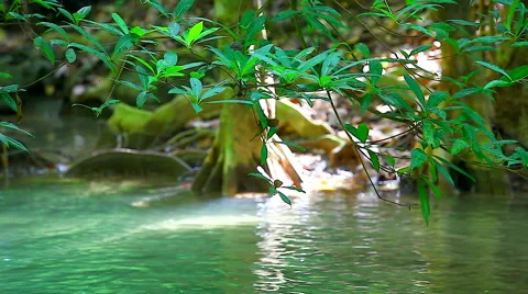 HD: Green tree and flowing river in rainforest, 1920x1080 Stock Footage 49041135