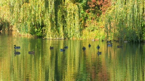 HD Green trees reflected in the Lake with swimming ducks Stock Footage 598241