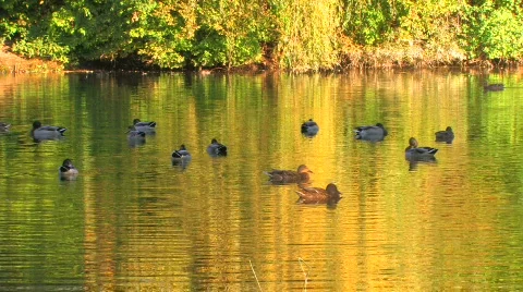 HD Green trees reflected in the Lake with swimming ducks Stock Footage 598248