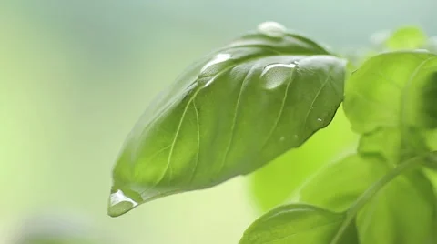 HD Green Wet Leaf in Forest Stock Footage 2770002