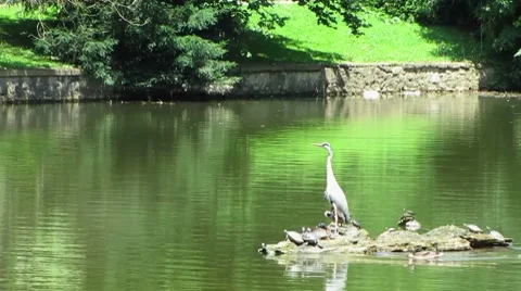 HD: Grey Heron With Ducks In The Pond Stock Footage 7906159