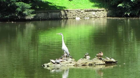 HD: Grey Heron In The Pond Stock Footage