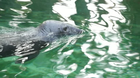 HD - Grey Seal. scene 2 Stock-Footage 11915459