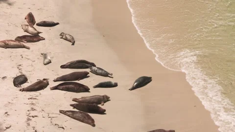 HD Ground-Level Footage of a Group of Sea Lions Resting in a Sandy Cove Stock Footage 317341873