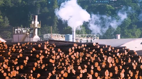 HD Ground-Level Footage of Timber Industry Site Stock Footage 317343629