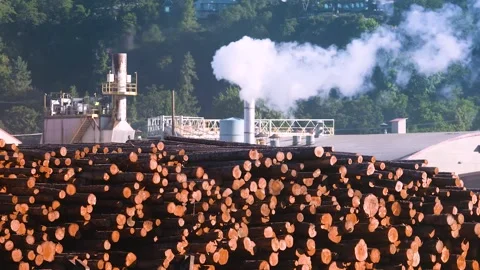 HD Ground-Level Footage of Timber Industry Site Stock Footage 317343636