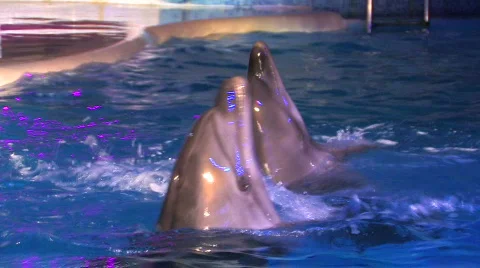 HD Group of dolfins moving around in blue water, closeup Stock-Footage 595840