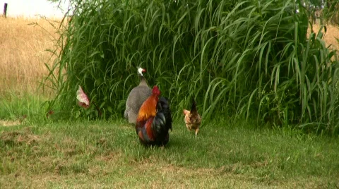 HD group of free range chickens Stock Footage 143340