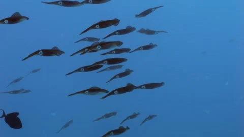HD of a group of reef squid midwater in the Red Sea, Egypt 動画素材 270974442