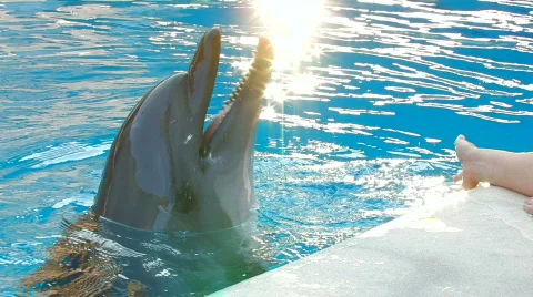 HD A hand playing with smiling dolfin, macro, closeup Stock Footage 595776