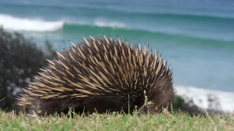 HD of a hedgehog on the grass Stock Footage 231781911