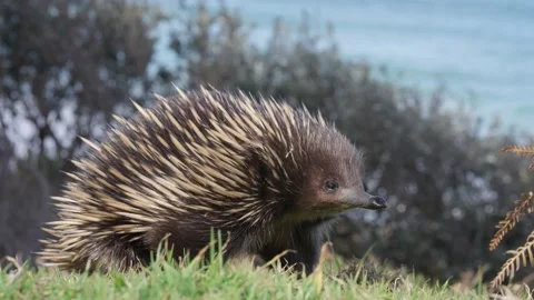 HD of a hedgehog on the grass Stock Footage 231781925