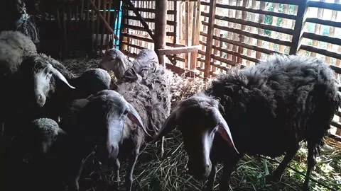 HD herd of goats in a cage Video stock 213570374
