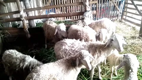 HD herd of goats in cage looking at camera Video stock 213570411