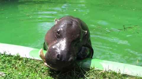 HD: Hippo In The Pool Video stock 7906137