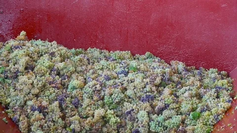 HD. Hopper grinding grapes Video stock 78109666