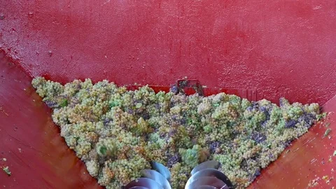 HD. Hopper grinding grapes Stock Footage 78109677