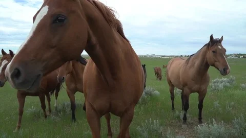 HD | Horses Walking up to Camera Stock Footage 78004355