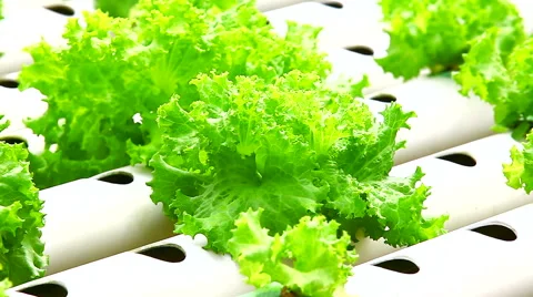 HD: Hydroponic vegetable is planted in a garden, 1920x1080 Stock Footage 48529548