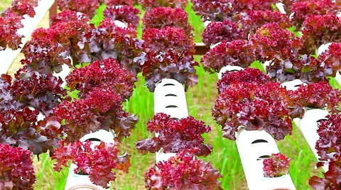 HD: Hydroponic vegetable is planted in a garden, 1920x1080 Stock Footage 49043152