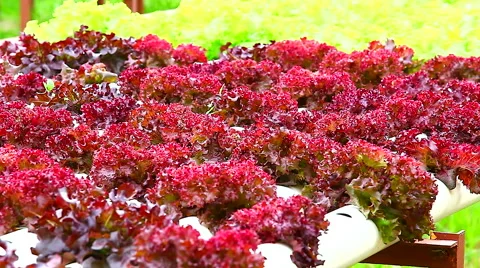 HD: Hydroponic vegetable is planted in a garden, 1920x1080 库存影片 49043944