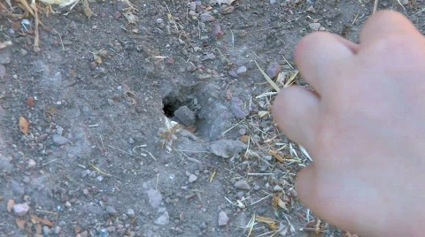 HD interest in the ant Stock Footage 479813