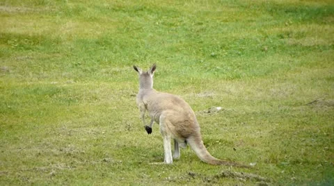 HD - Kangaroo Stock Footage 11952767