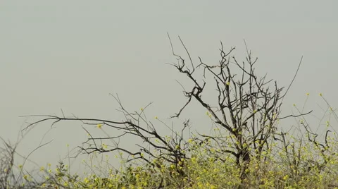 HD keyable treebrances and bushes Stock Footage 45590395