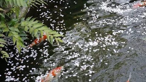 HD Koi Fish. Cherry Blossom. Tokyo. Japan. Temple. Wide Still. Stock Footage 105306166