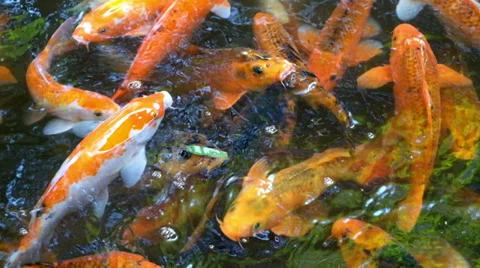Hd koi fish or carp in a pond Video stock 39667300