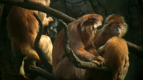 HD langur monkeys Stock Footage 86558