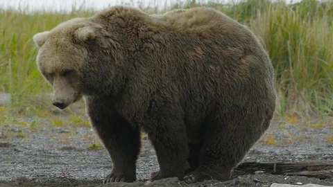 HD Large Grizzly Bear Pooping | Stock Video | Pond5