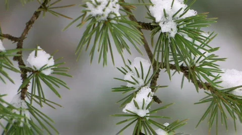 HD Last snow on spruce branches, closeup Stock-Footage 636769