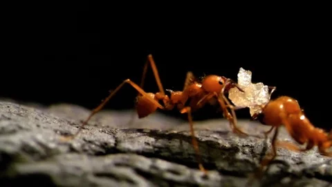 HD - Leaf-cutter ants. Slow-mo Stock Footage 122454278