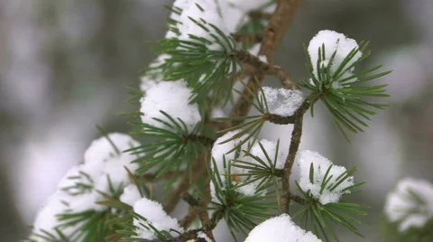 HD Light lumps of last snow on spruce branch, closeup Stock-Footage 636764