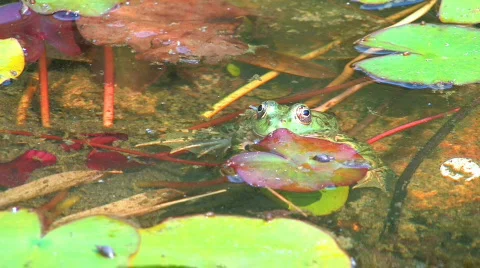 HD A little frog surrounded by floating leaves Stock Footage 598358