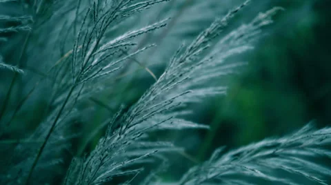HD: Long grass swaying in the wind. Stock Footage 37565124