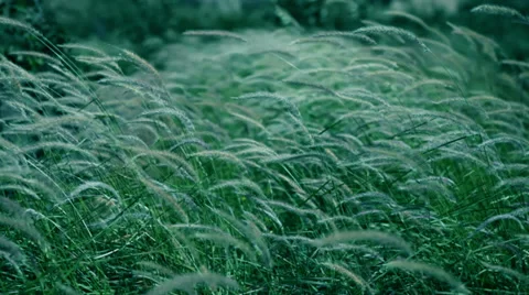 HD: Long grass swaying in the wind. 스톡 동영상 37565318