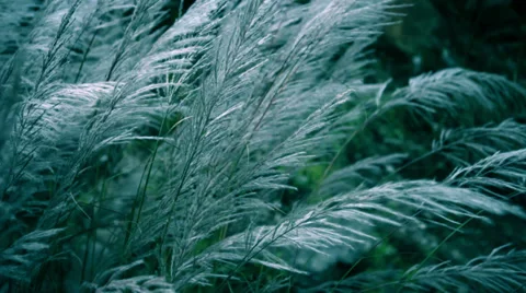 HD: Long grass swaying in the wind. Stock Footage 37565344