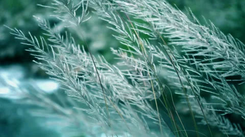 HD: Long grass swaying in the wind. Stock Footage 37565447