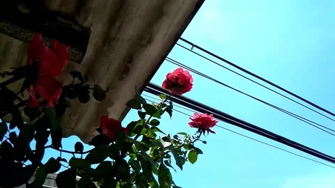 Hd low angel of roses Video stock 213570381