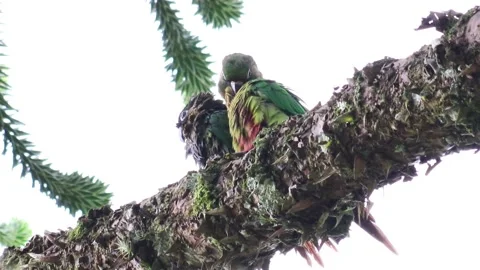 HD low angle shot of cute Maroon-bellied Parakeet birds grooming themselves on a Video stock 154452693