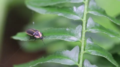 HD Macro footage of lightning bug or insect walking on a green plant 스톡 동영상 55416507
