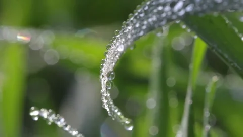 HD macro slow motion shot of a rye leaf sprinkled with dew drops Stock Footage 303837084