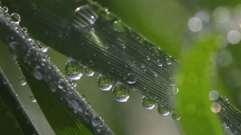 HD macro slow motion shot of a rye leaf sprinkled with dew drops Stock Footage 303837087