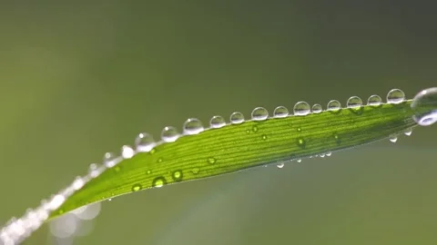 HD macro slow motion shot of a rye leaf sprinkled with dew drops Stock Footage 303837244