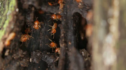 HD Macro of termites on a plank of old wood. Video stock 38936381