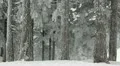 HD Man Tourist Walk in Wood Forest, Winter Landscape, Beautiful Mountains HD Footage