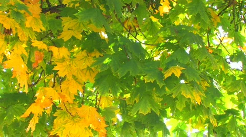 HD Maple tree with moving green and yellow leaves, closeup  스톡 동영상 611723